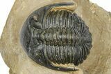 Curled Hollardops Trilobite - Foum Zguid, Morocco #372426-2
